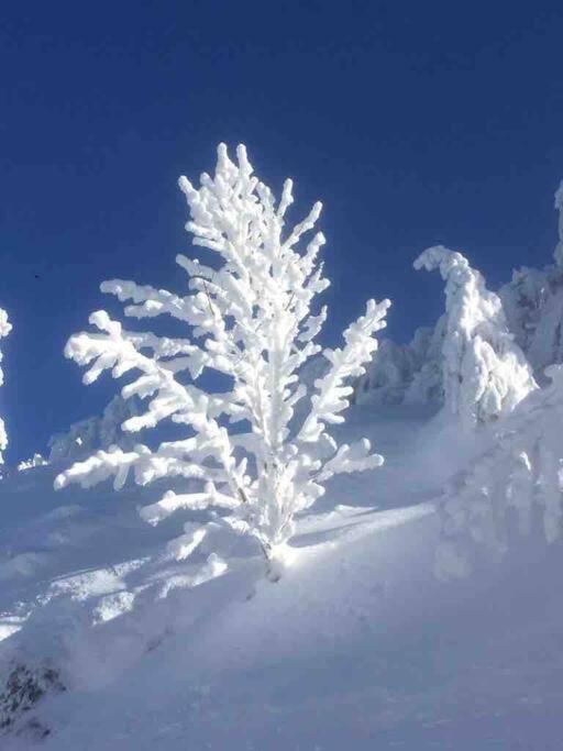 Chalet Cosy Lisiere De Foret 克松吕-隆日梅 外观 照片